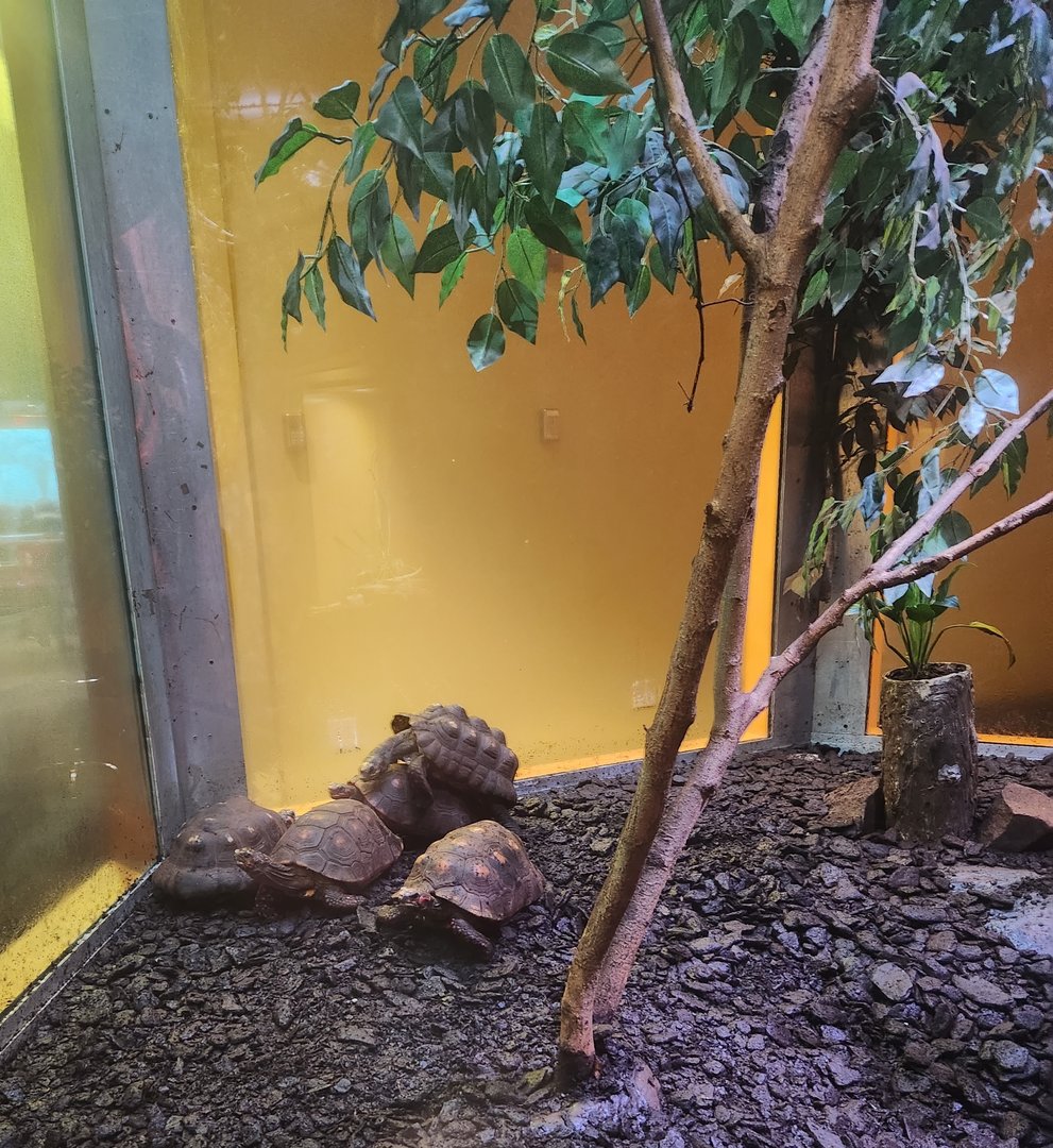 Liberty Science Center (2023) - Red-footed Tortoises