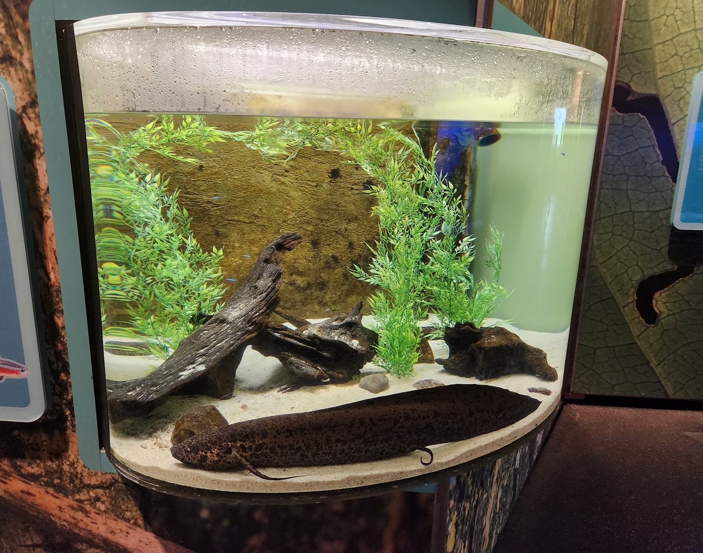 Liberty Science Center (2023) - West African Lungfish exhibit