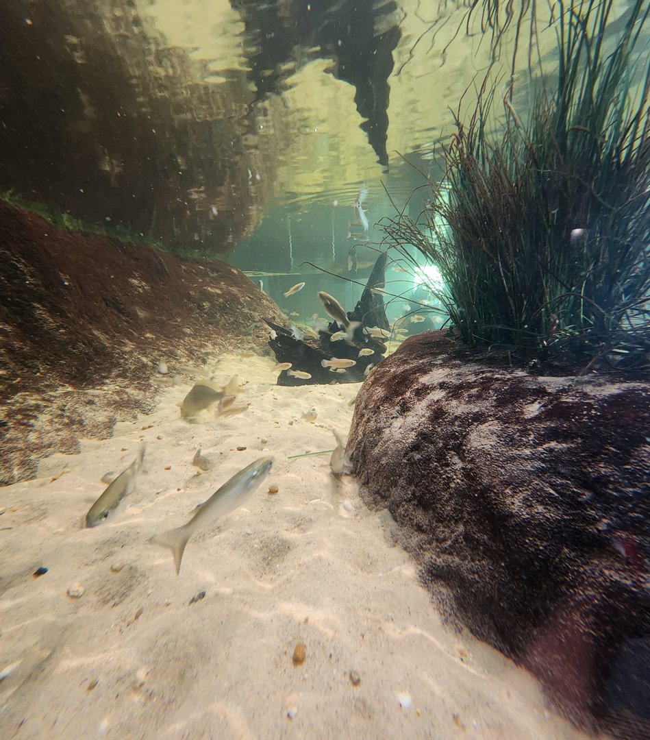 Liberty Science Center (2023) - Wetland fishes
