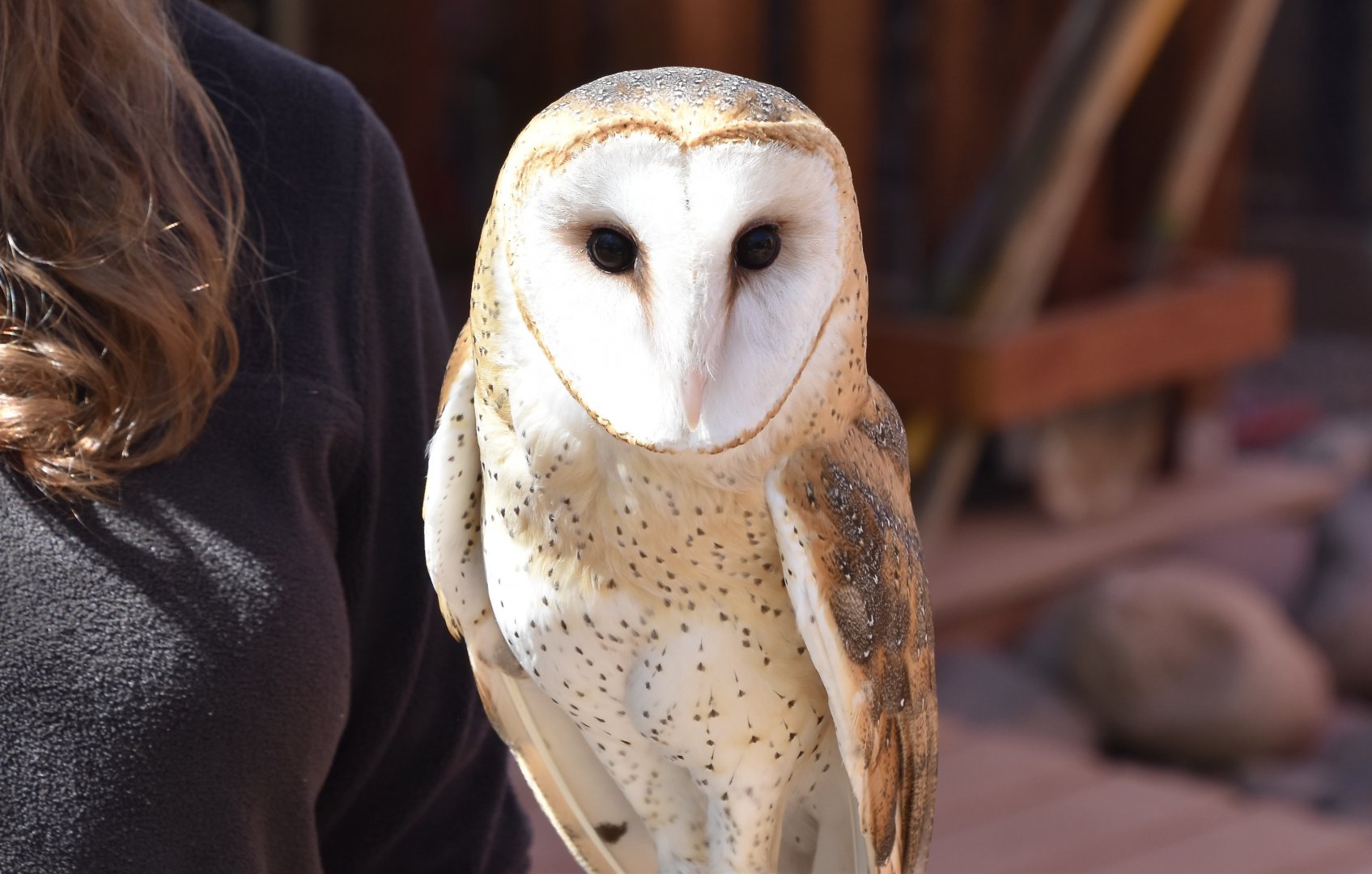 Liberty Wildlife - American Barn Owl (Tyto furcata pratincola)