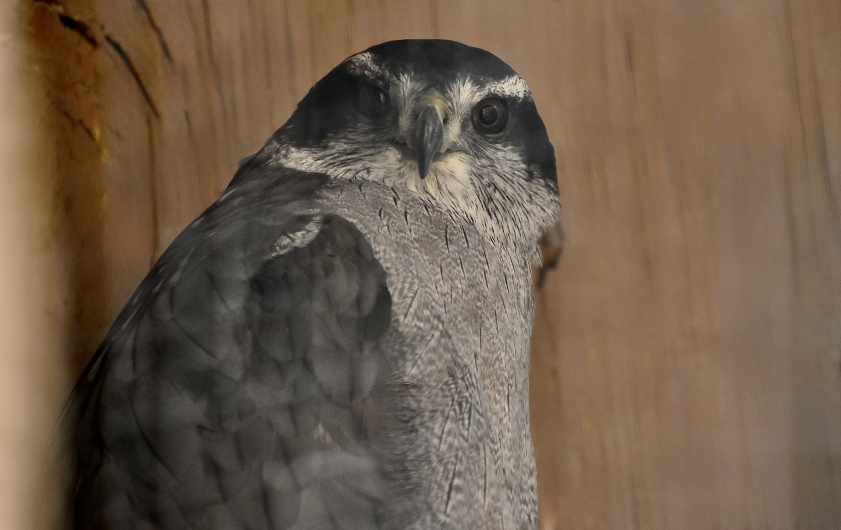 Liberty Wildlife - American Goshawk (Astur atricapillus)