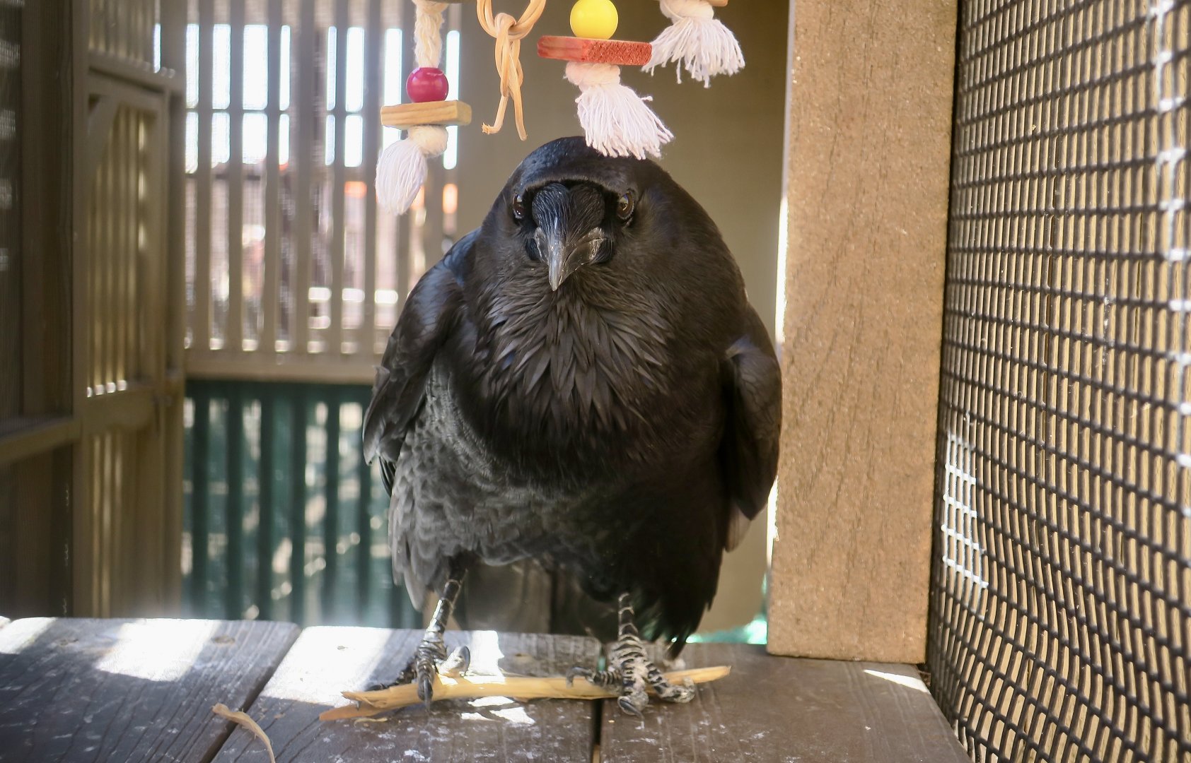 Liberty Wildlife - Chihuahuan Raven (Corvus cryptoleucus)