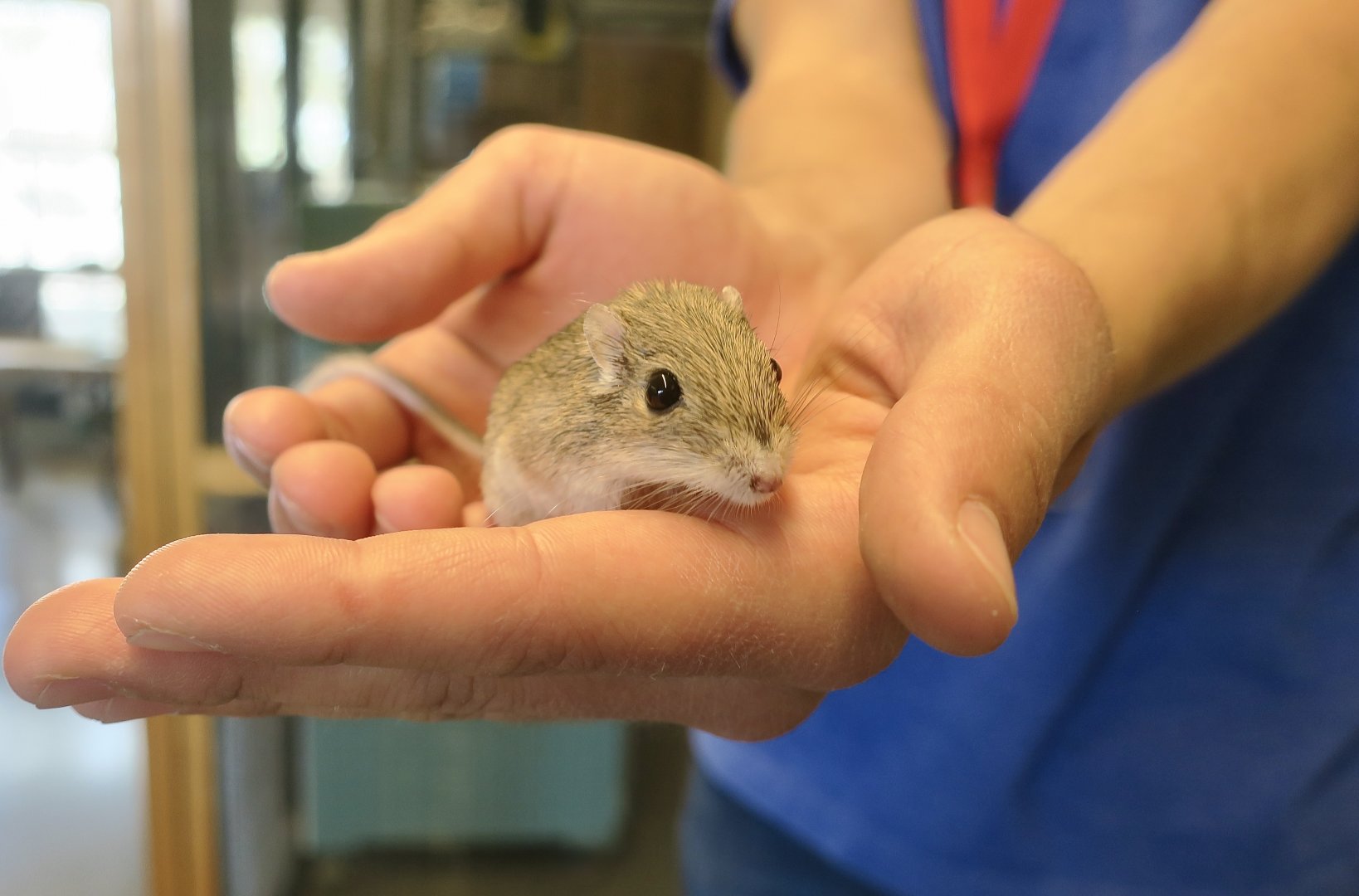 Liberty Wildlife - Desert Pocket Mouse (Chaetodipus penicillatus)