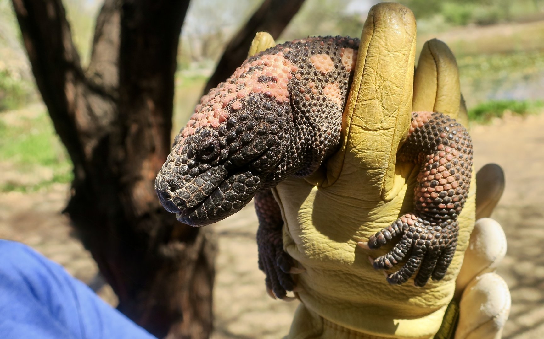Liberty Wildlife - Gila Monster (Heloderma suspectum)