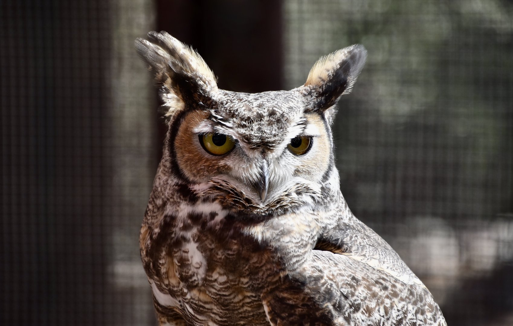Liberty Wildlife - Great Horned Owl (Bubo virginianus)
