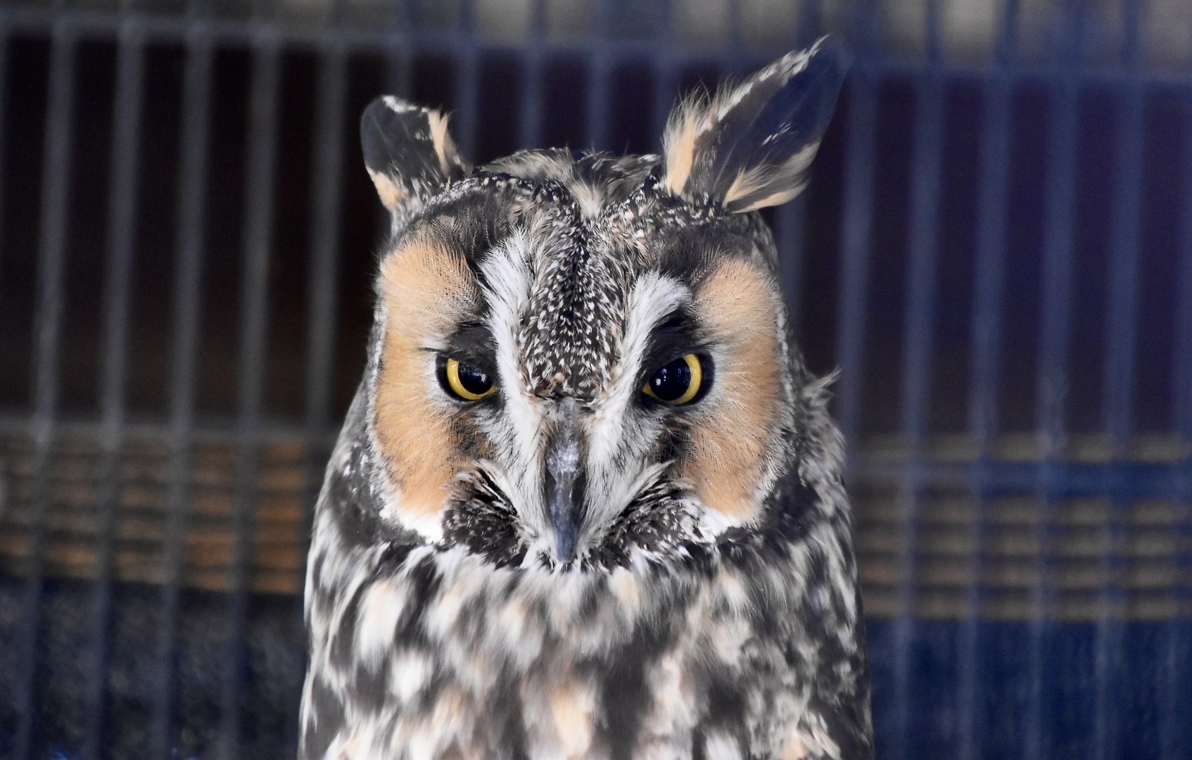 Liberty Wildlife - Long-Eared Owl (Asio otus tuftsi)