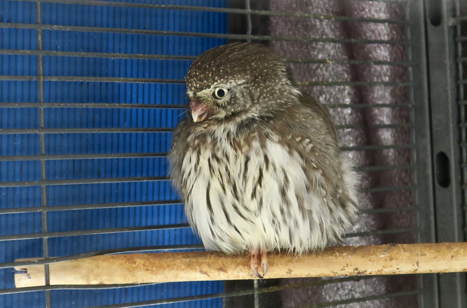 Liberty Wildlife - Northern Pygmy Owl (Glaucidium californicum californicum)