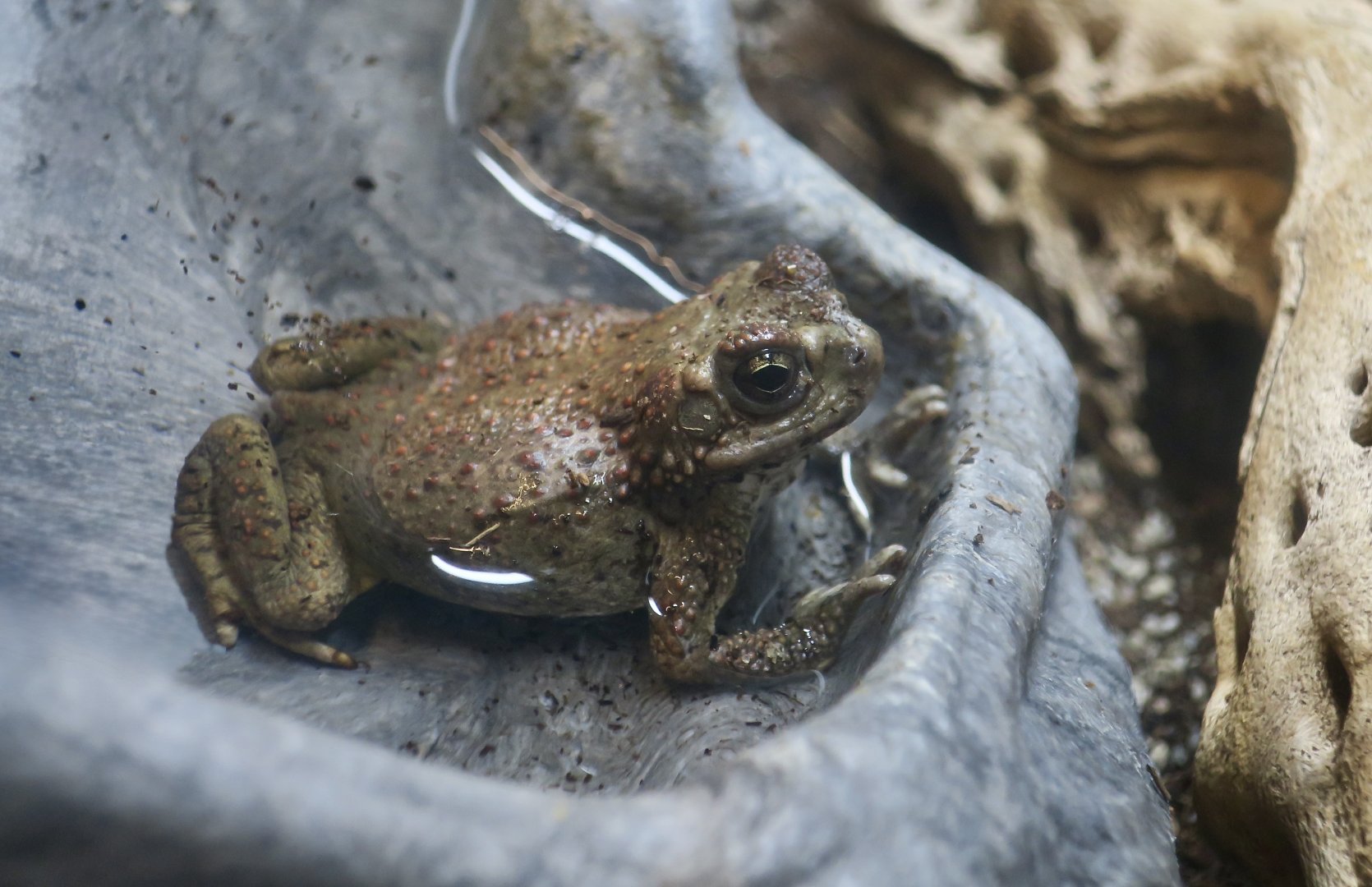 Liberty Wildlife - Red-Spotted Toad (Anaxyrus punctatus)