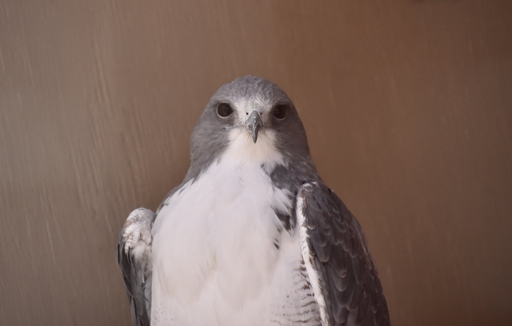 Liberty Wildlife - White-Tailed Hawk (Geranoaetus albicaudatus hypospodius)