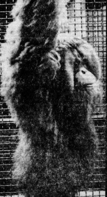 Liboe, male Orang utan