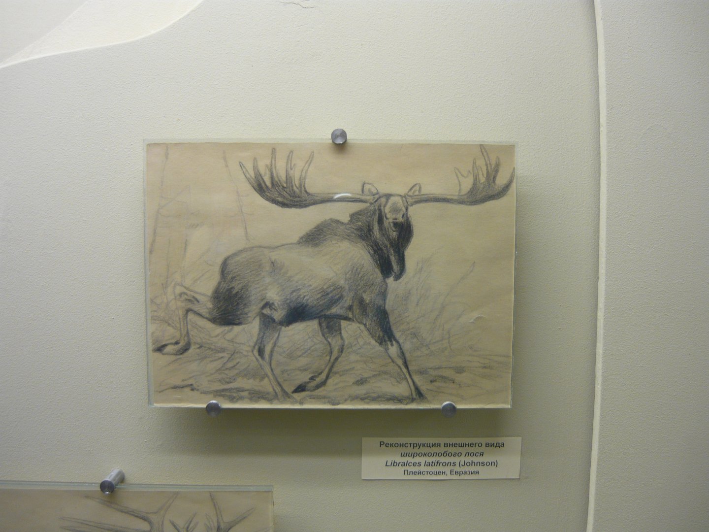 Libralces latifrons reconstruction