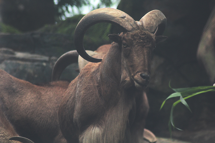 Libyan aoudad (Ammotragus lervia fassini)