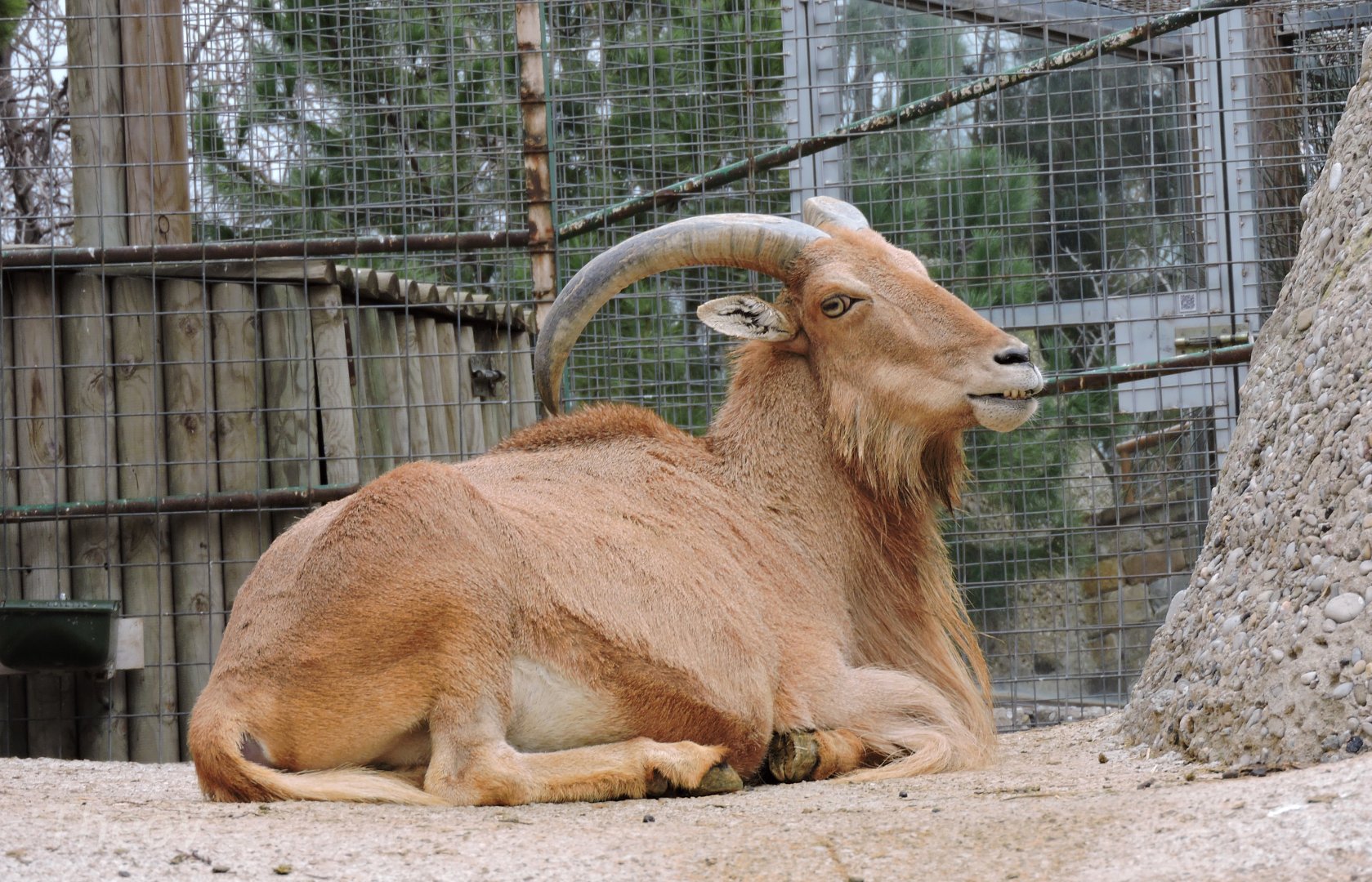 Libyan barbary sheep [2015]