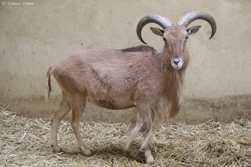 Libyan Barbary Sheep (Ammotragus lervia fassini)