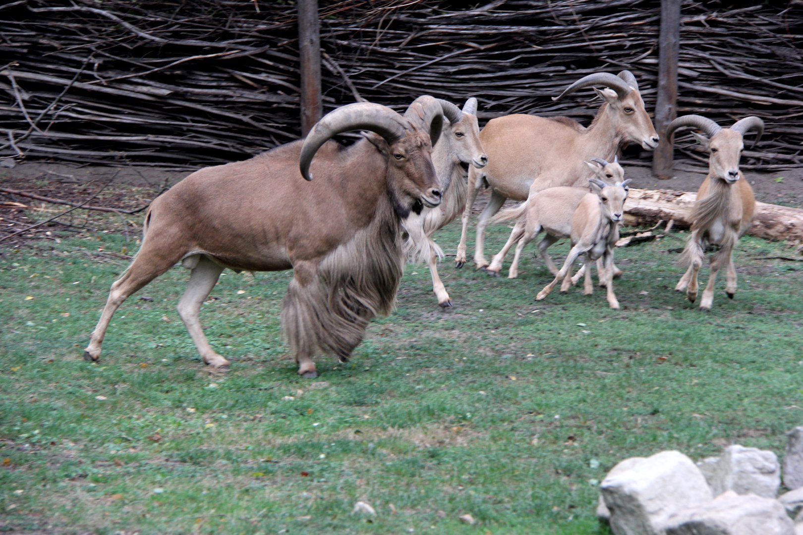 Libyan barbary sheep (Ammotragus lervia fassini)