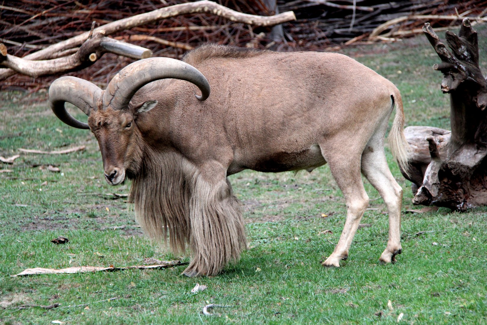 Libyan barbary sheep (Ammotragus lervia fassini)