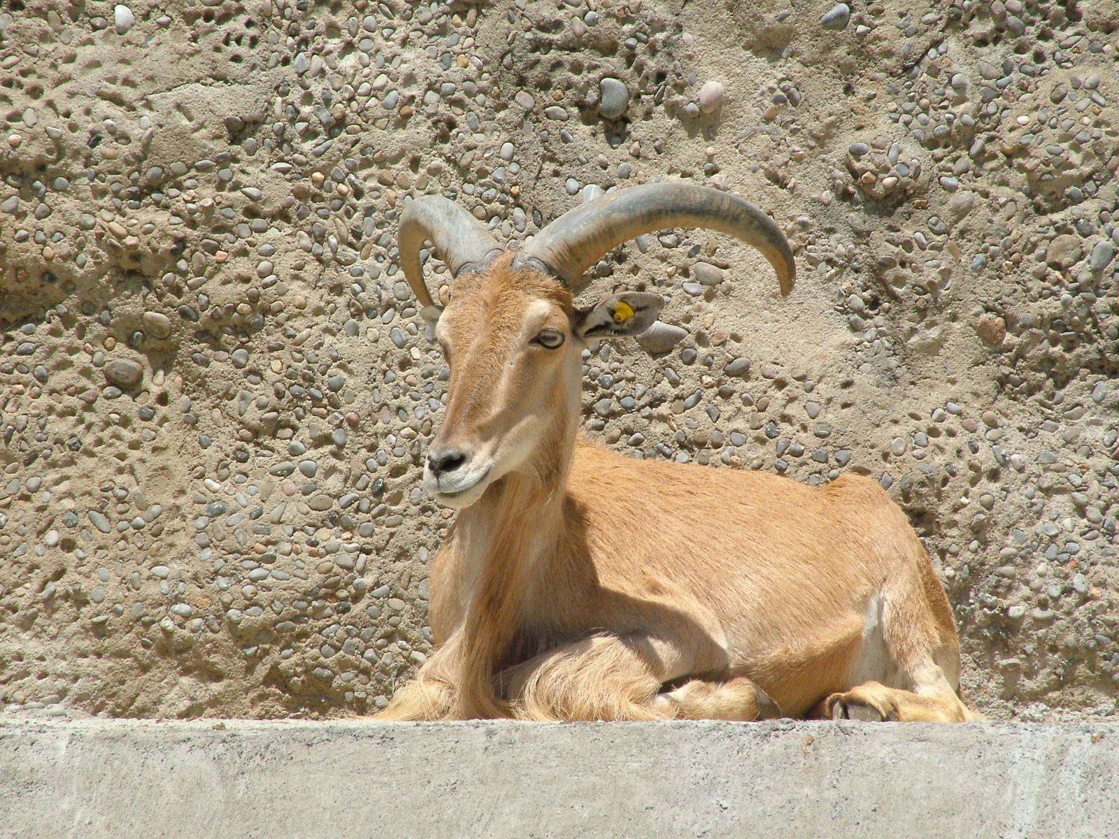 Libyan Barbary Sheep at Barcelona, 30/05/11