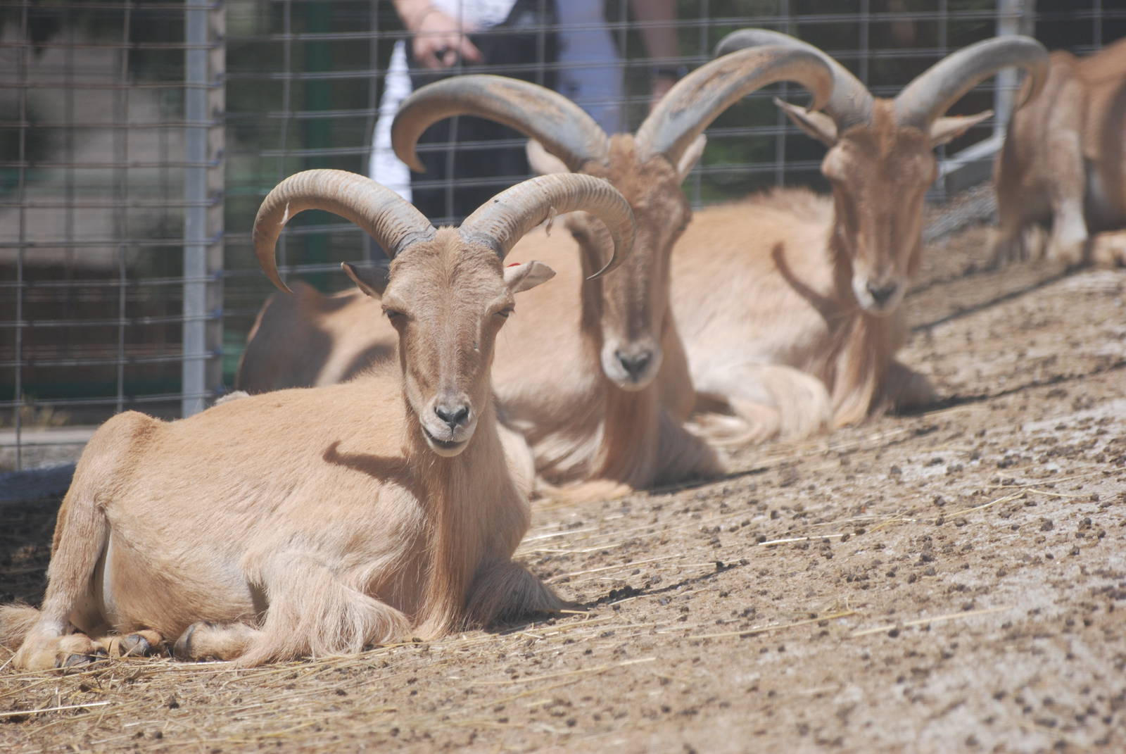 Libyan Barbary Sheep at Barcelona, 30/05/11