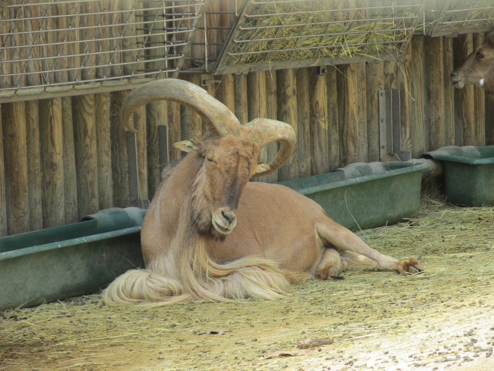 libyan barbary sheep barcelona zoo