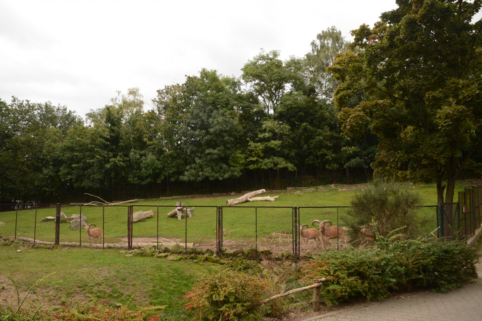 Libyan Barbary Sheep enclosure