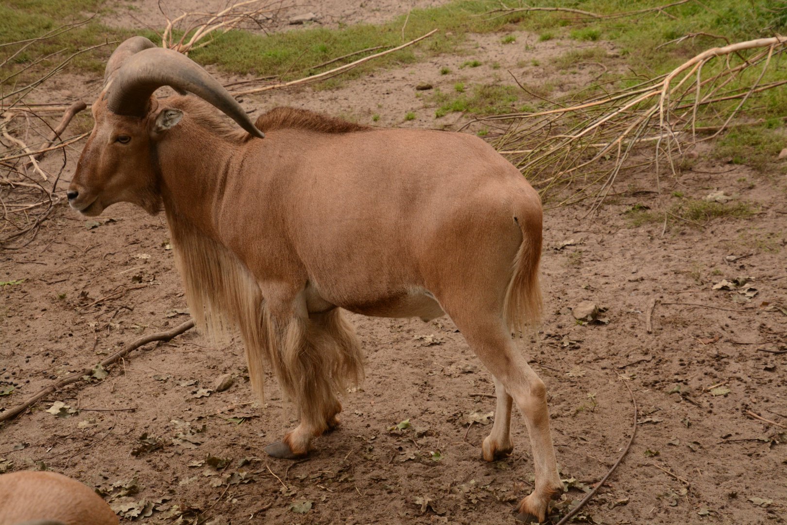 Libyan Barbary Sheep