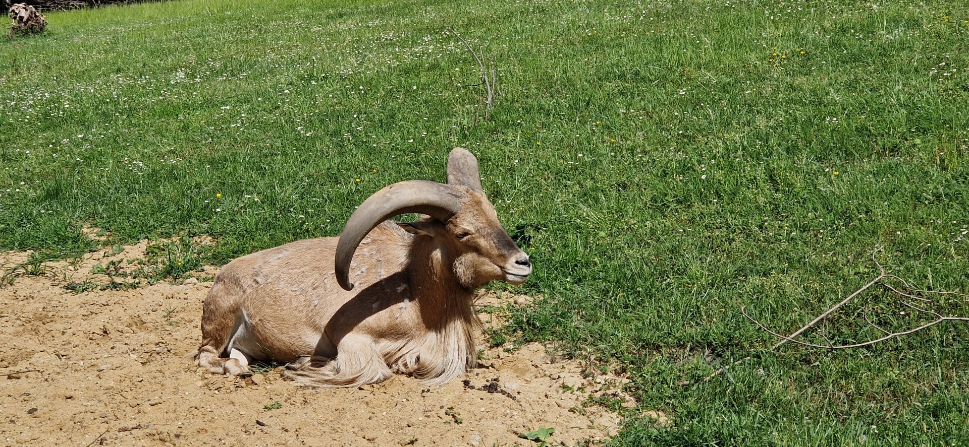 Libyan barbary sheep
