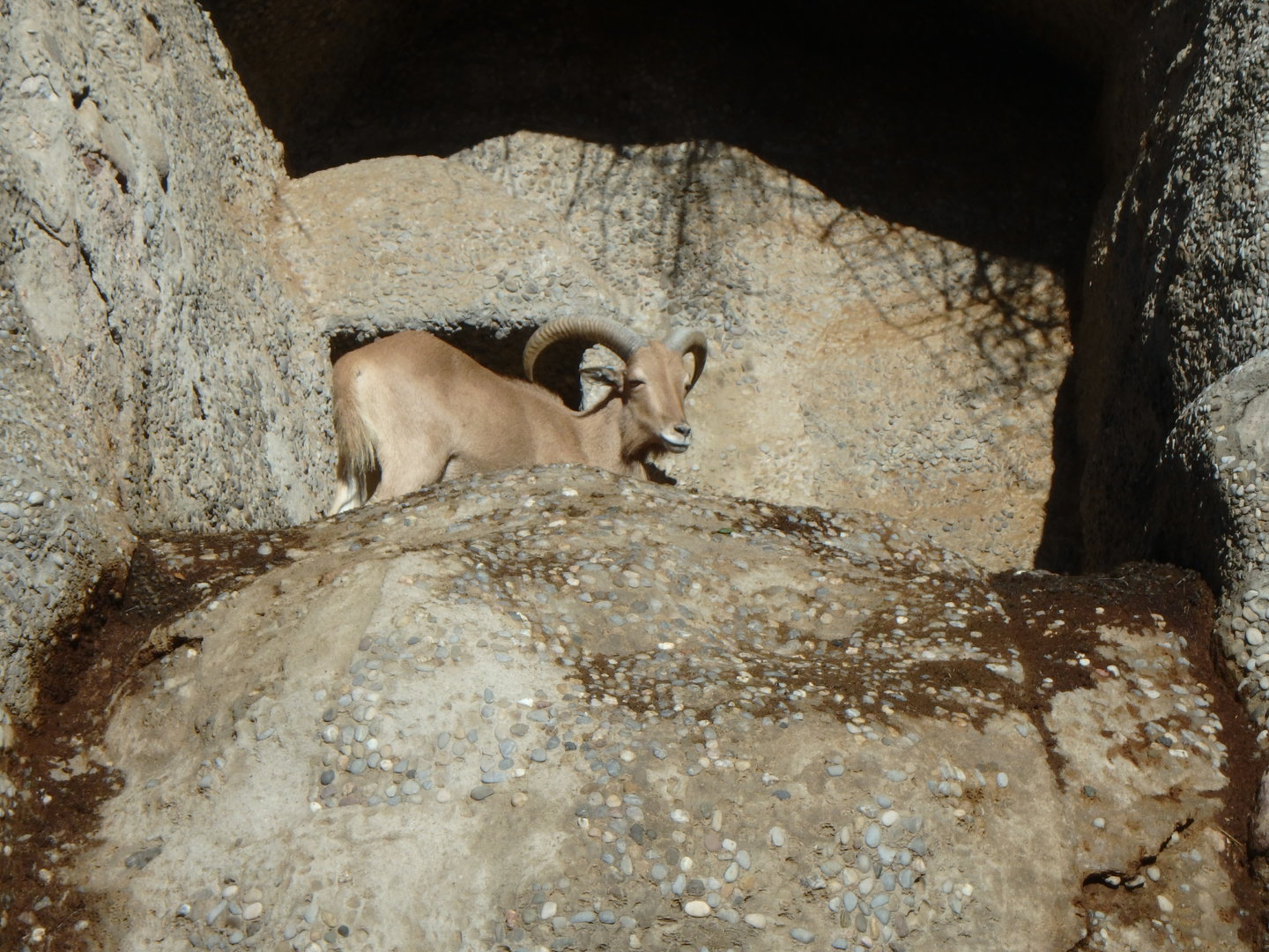`Libyan Barbary sheep