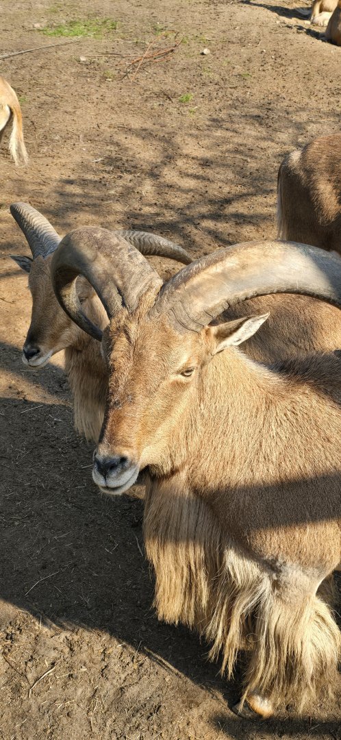 Libyan barbary sheep