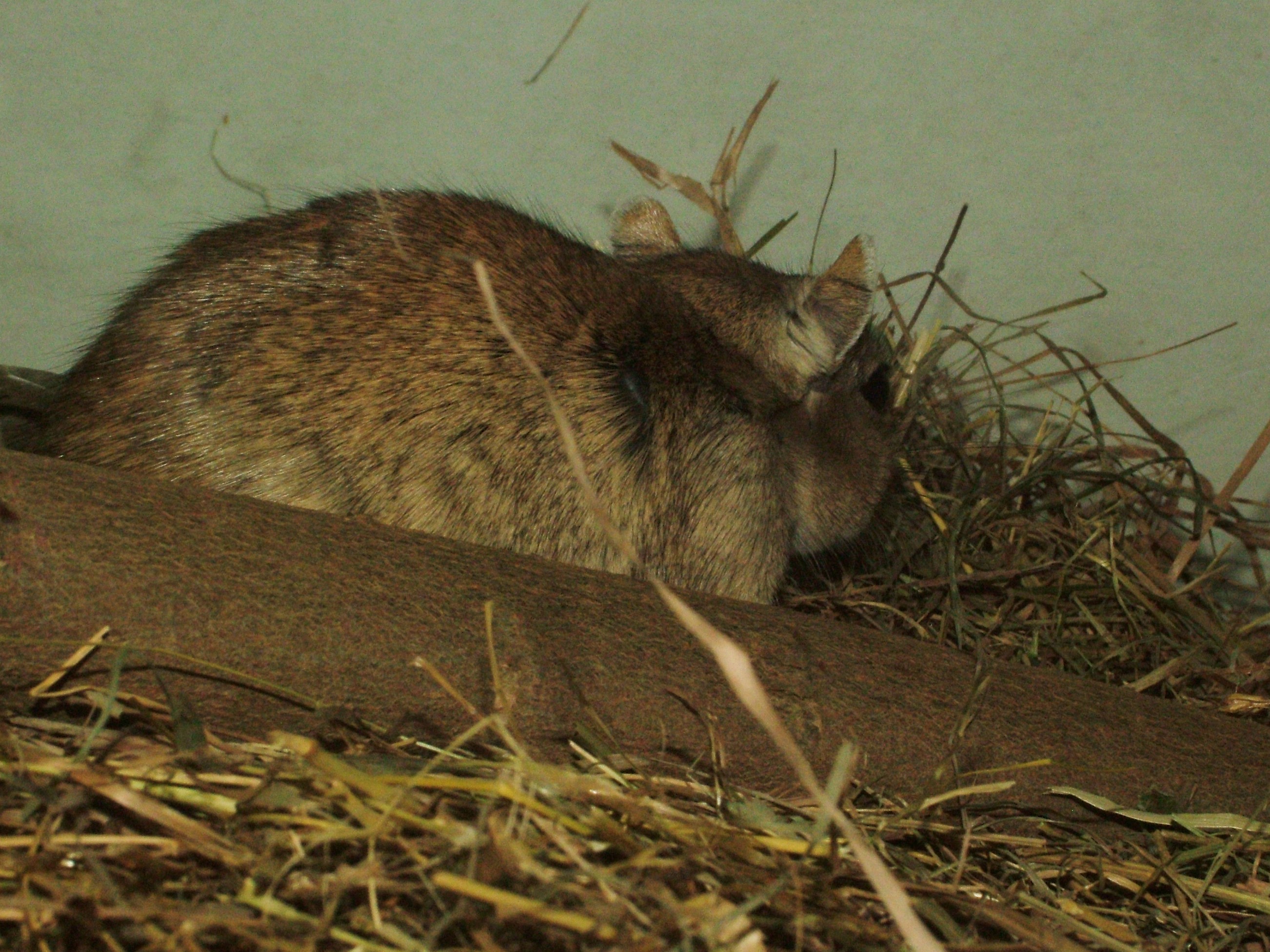 Libyan Jird at Pilsen, 01/09/12