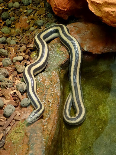 Lichanura trivirgata trivirgata