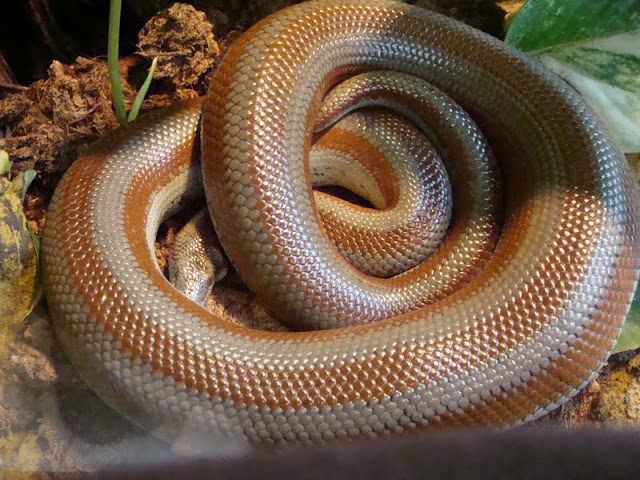 Lichanura trivirgata