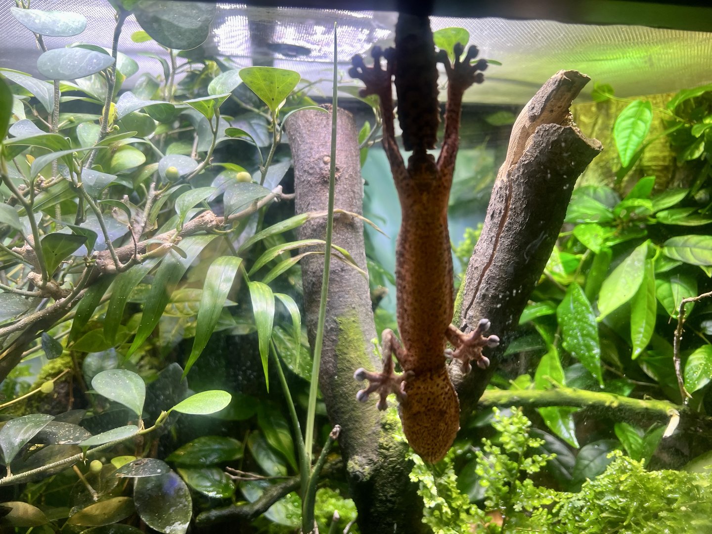 Lichen-nosed Leaf-tailed Gecko