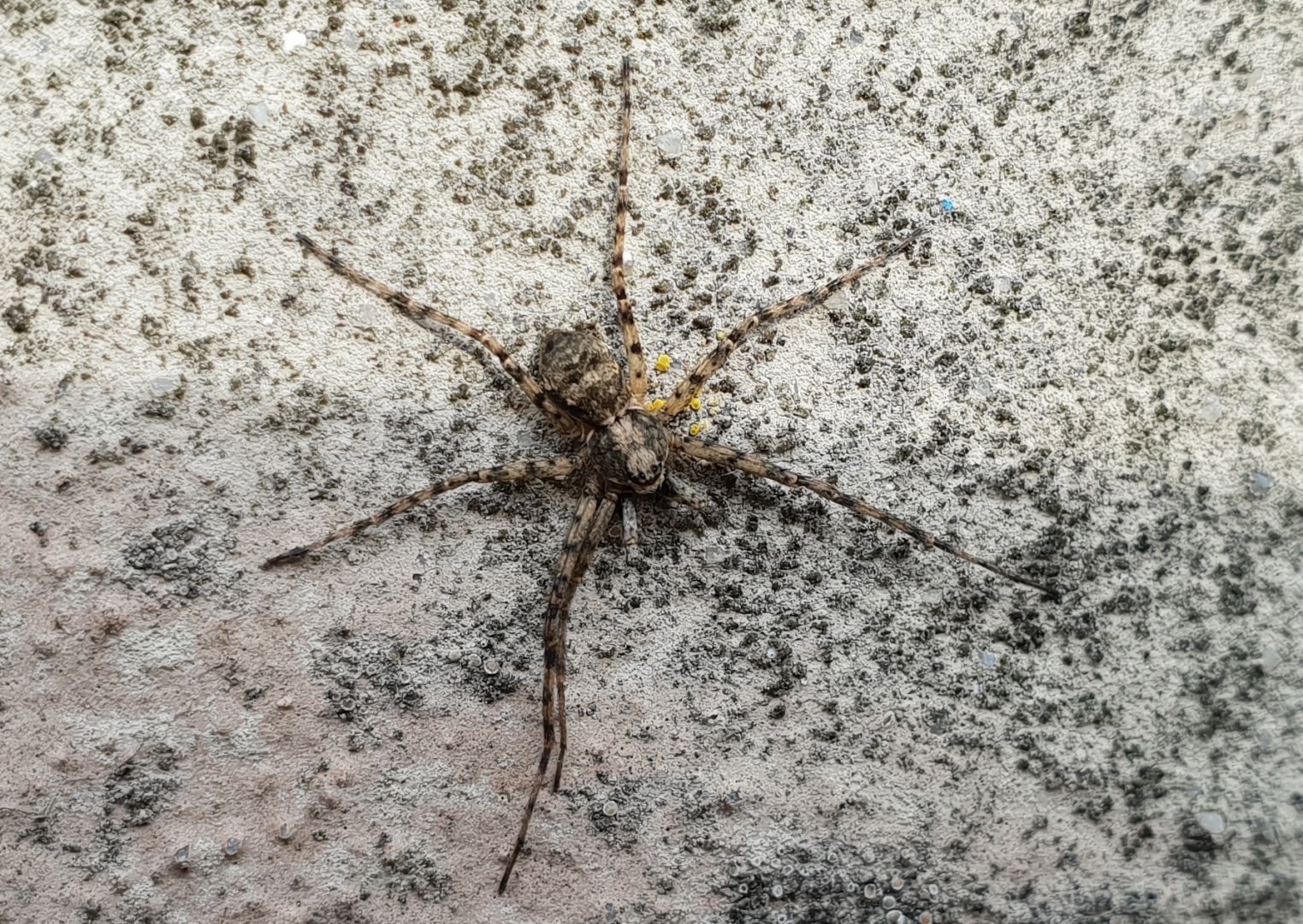 Lichen running-spider - Philodromus margaritatus