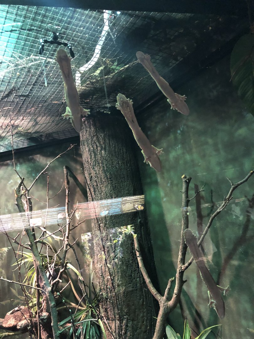 Lichenose Leaf-Tailed Gecko Group | Henry Vilas Zoo