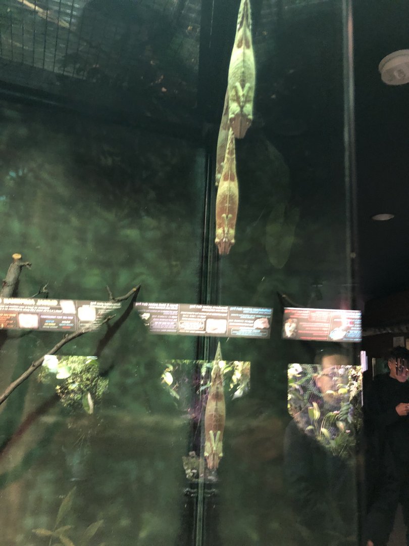 Lichenose Leaf-Tailed Geckos | Henry Vilas Zoo