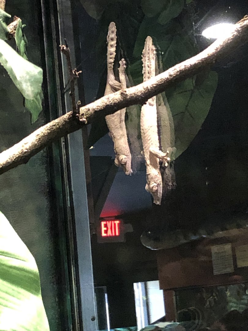 Lichenose Leaf-Tailed Geckos
