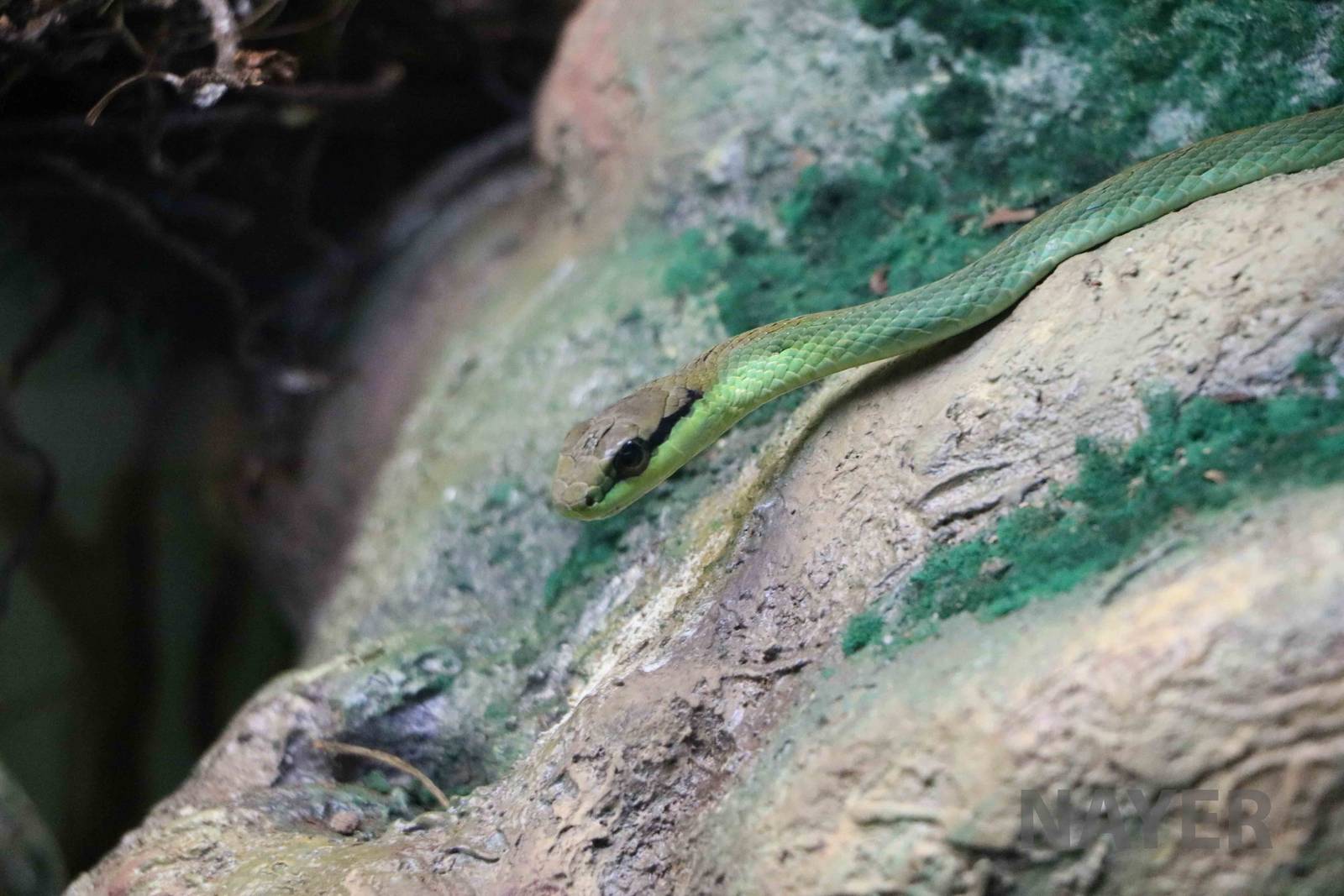 Lichtenstein's green racer - Instituto Butantan, 2016