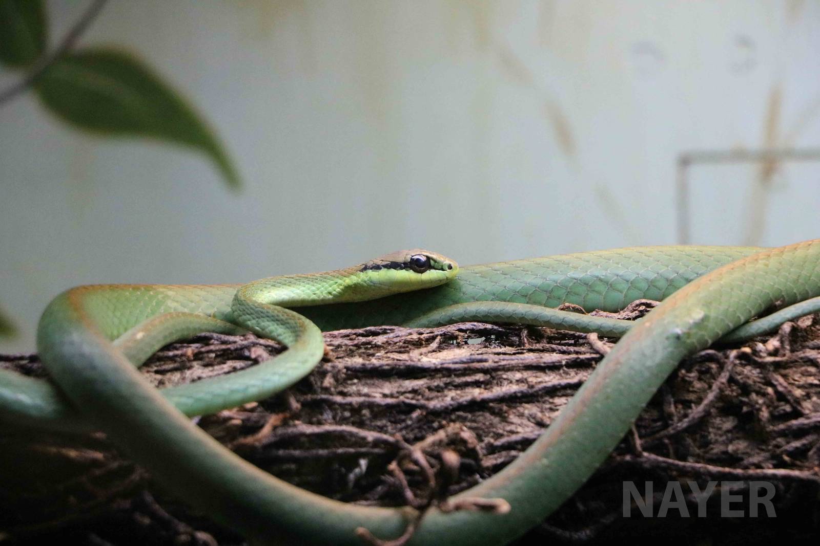 Lichtenstein's green racer - Instituto Butantan, 2016