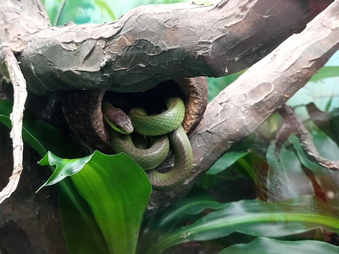 Lichtensteins Green racer