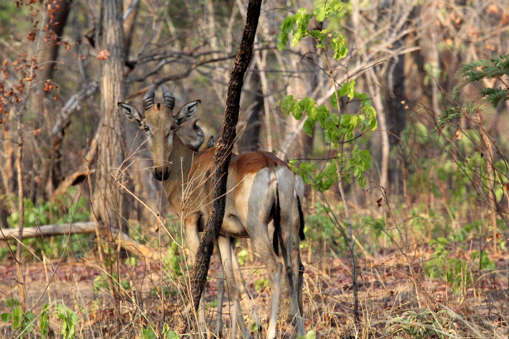 Lichtenstein's hartebeest (Alcelaphus buselaphus lichtensteinii)