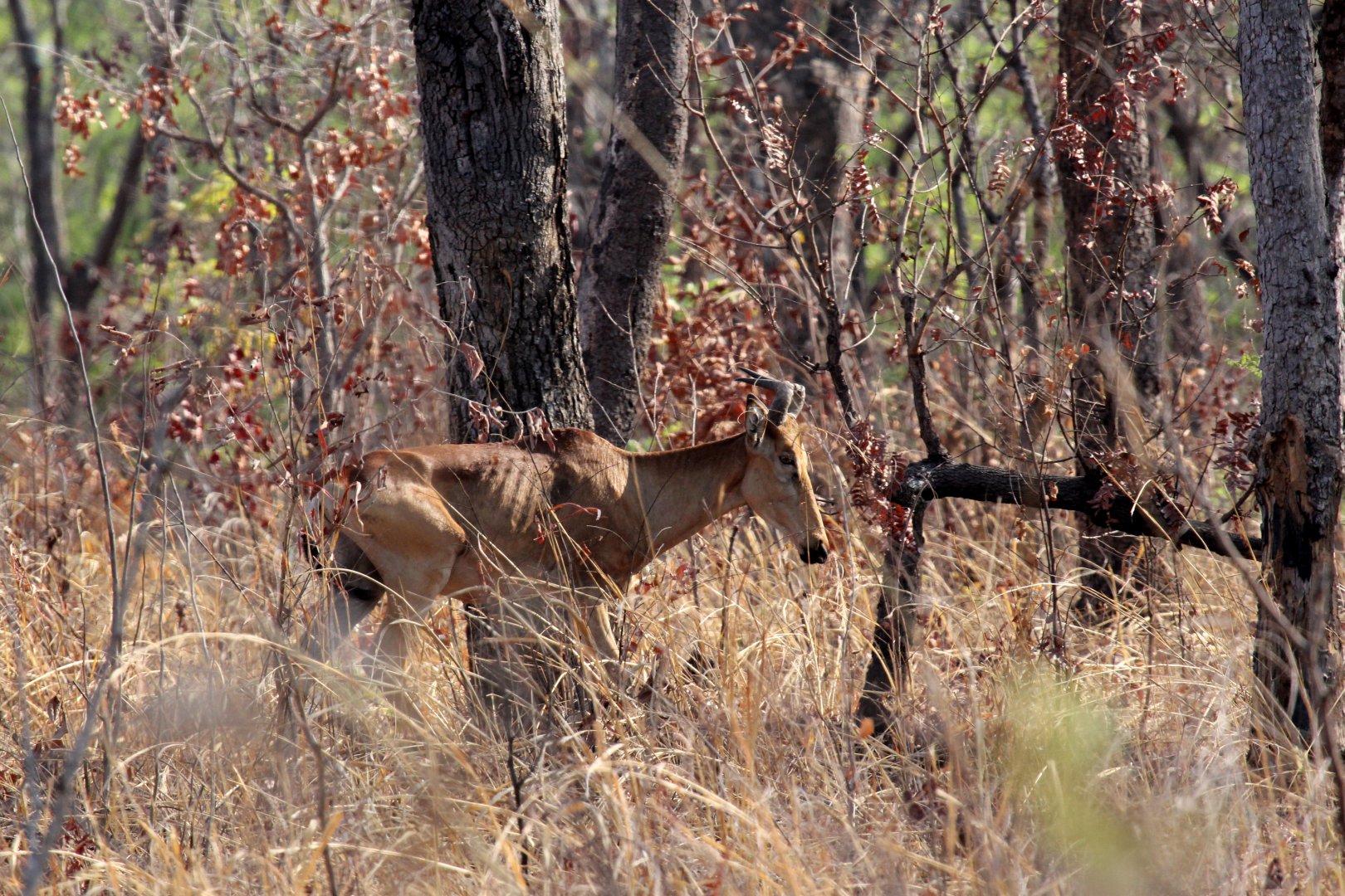 Lichtenstein's hartebeest (Alcelaphus buselaphus lichtensteinii)