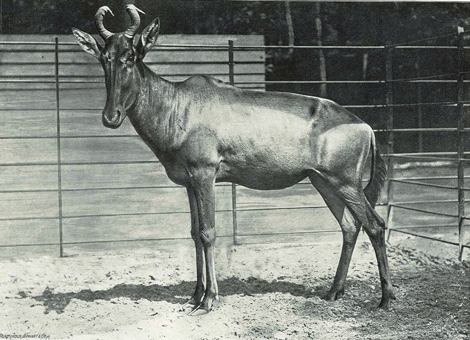 Lichtenstein's hartebeest (Alcelaphus lichtensteinii) 1890s
