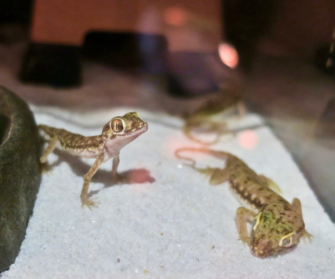 Lichtenstein's Short-Fingered Gecko (Stenodactylus sthenodactylus)