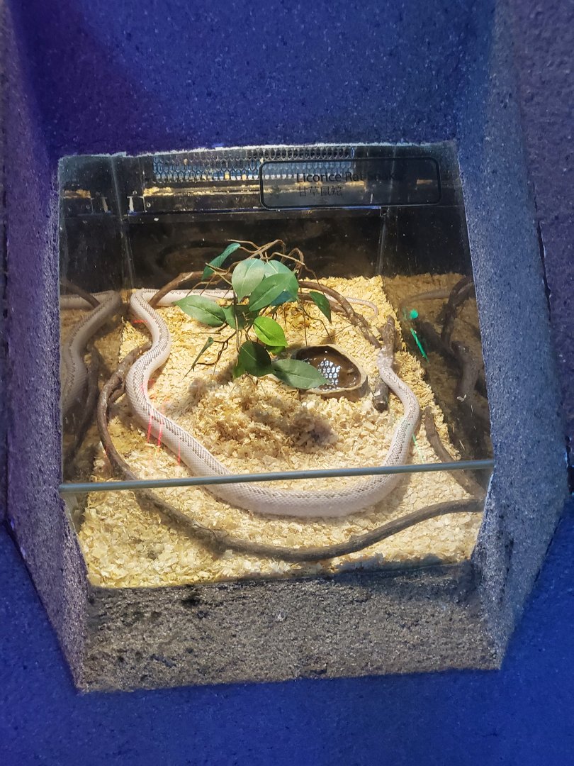 Licorice ratsnake exhibit