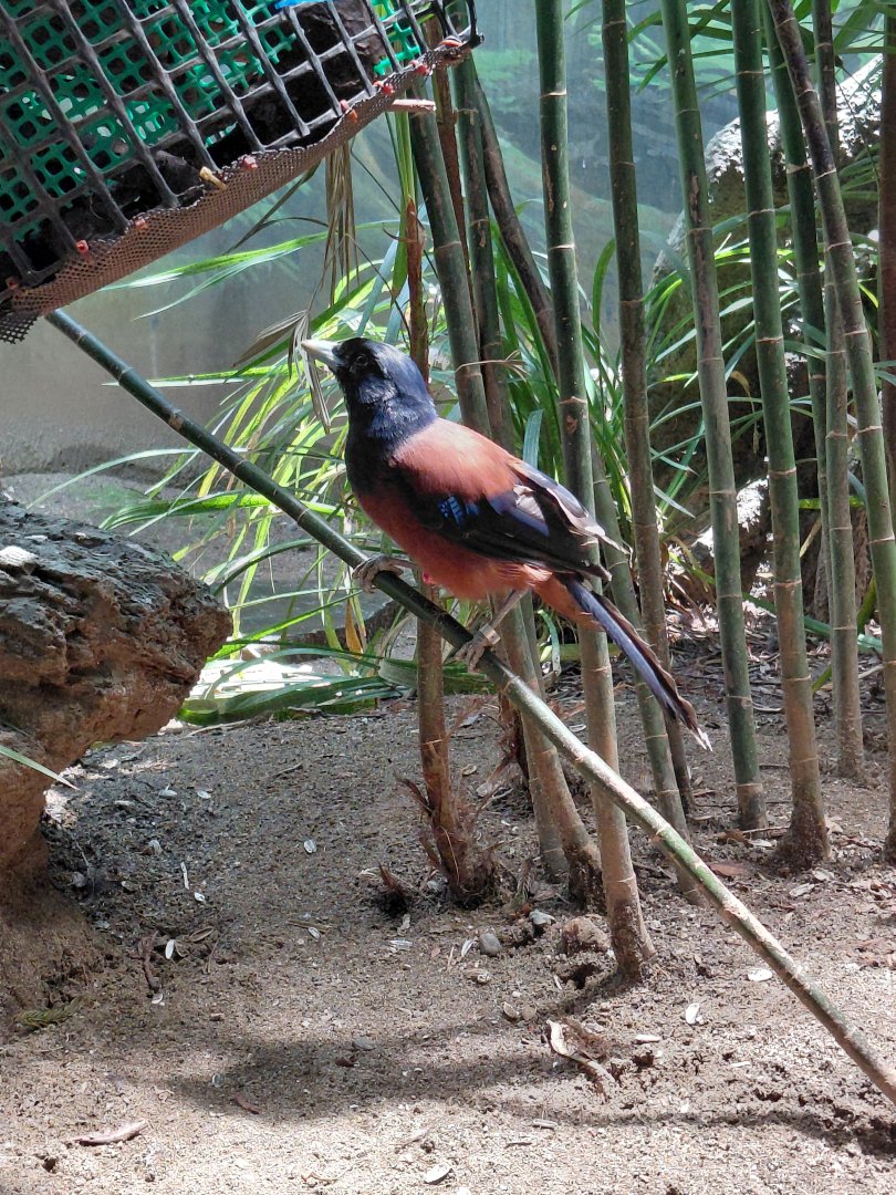 Lidith's Jay (Garrulus lidthi)