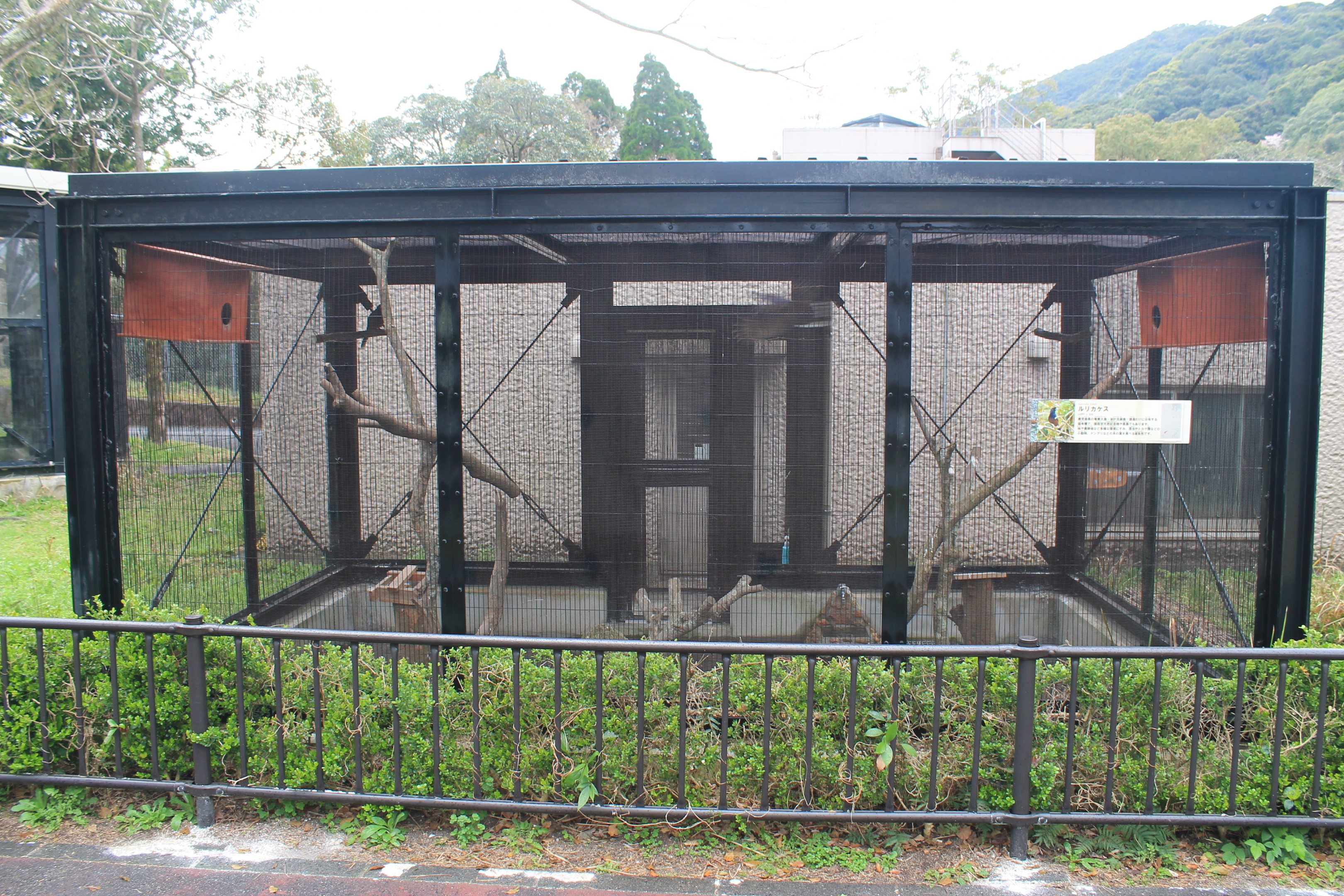 Lidth's Jay (Garrulus lidthi) aviary - Hirakawa Zoo (Kagoshima)