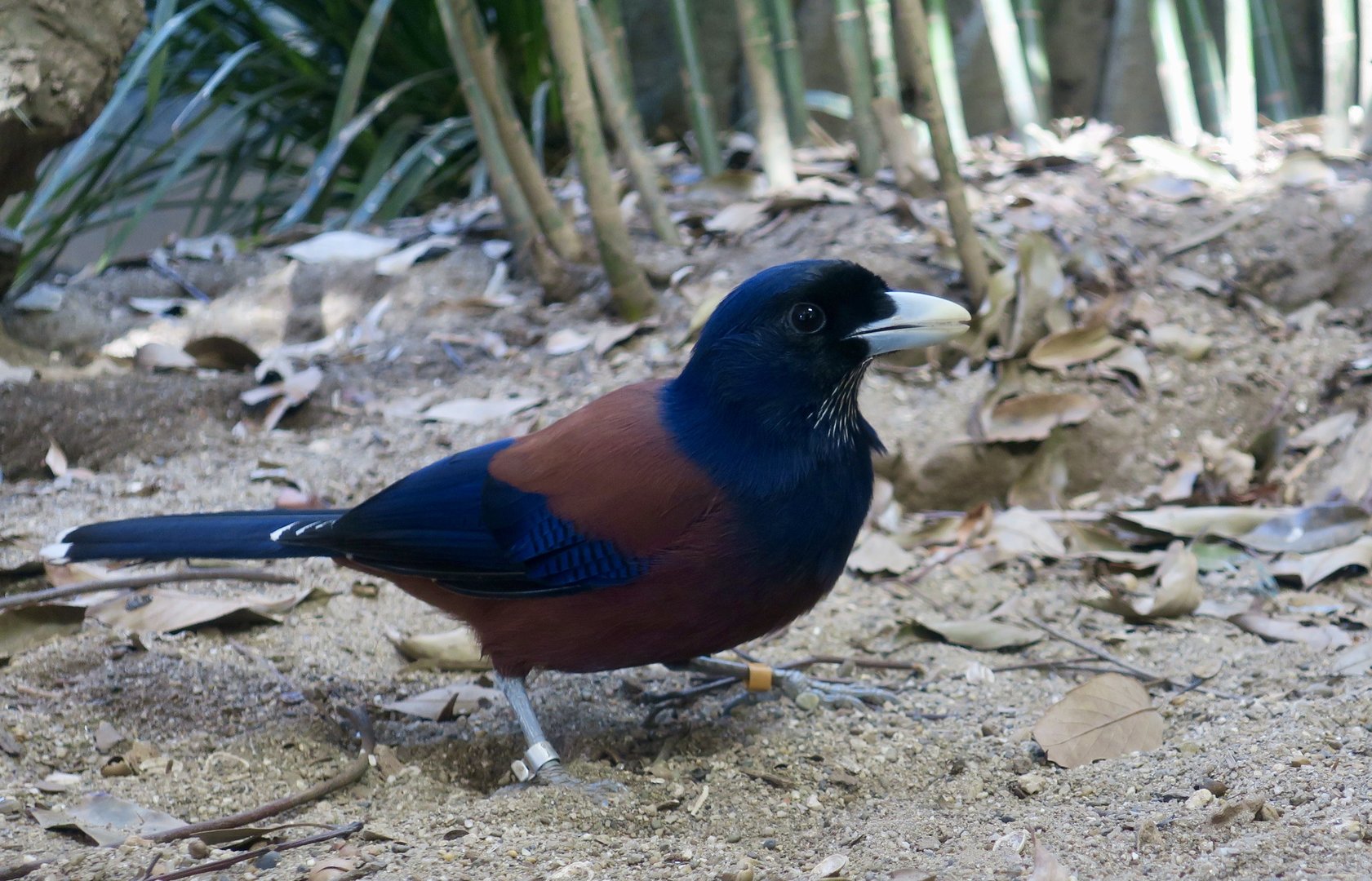Lidth's Jay (Garrulus lidthi)