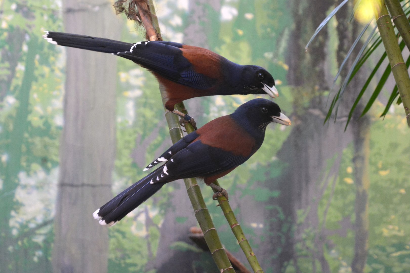Lidth's jay (Garrulus lidthi)