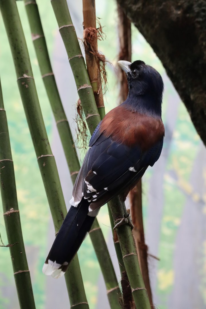Lidth's jay (Garrulus lidthi)
