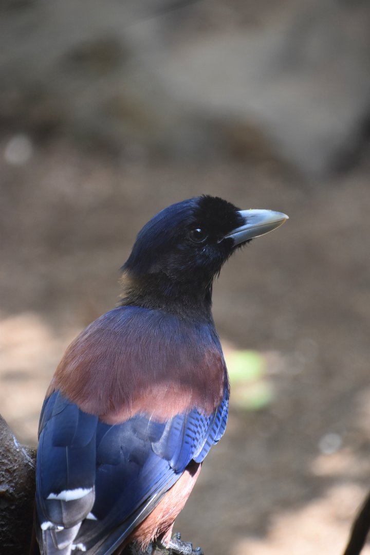 Lidth's jay (Garrulus lidthi)